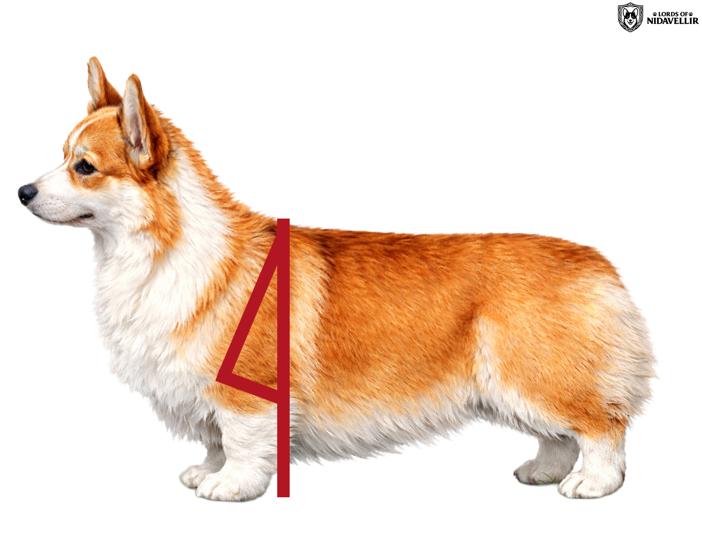 Krótkie ramię i spionowana łopatka